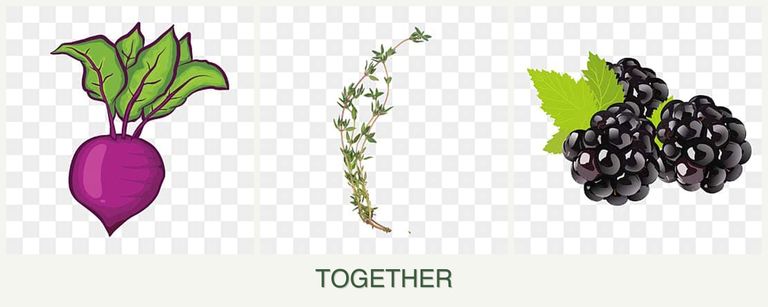 Can you plant beets, thyme and blackberries together?