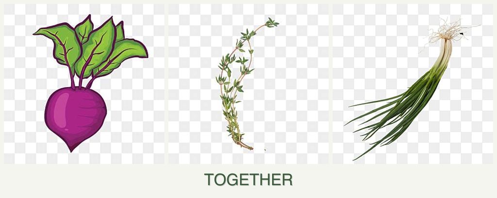 Can you plant beets, thyme and chives together?