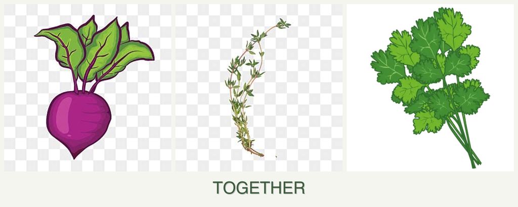 Can you plant beets, thyme and cilantro together?