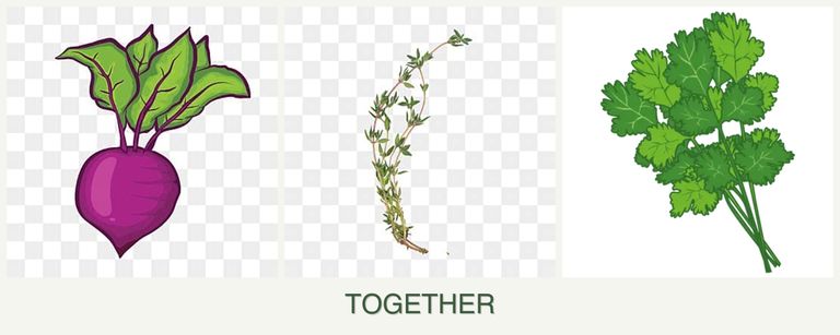 Can you plant beets, thyme and cilantro together?