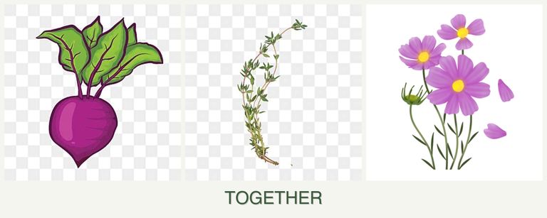 Can you plant beets, thyme and cosmos together?