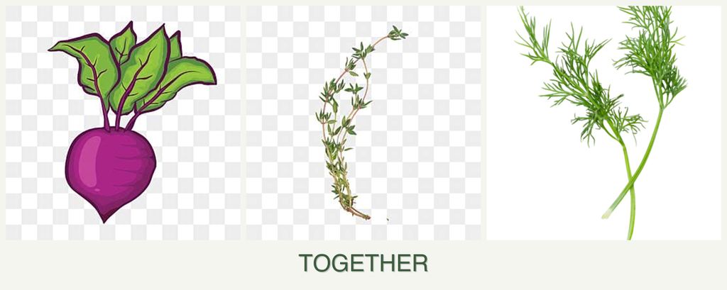 Can you plant beets, thyme and dill together?