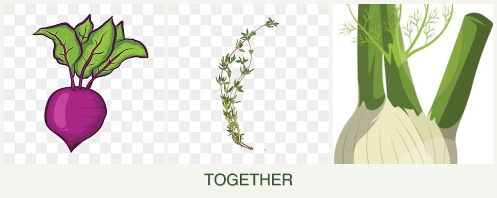 Can you plant beets, thyme and fennel together?