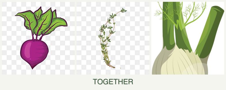 Can you plant beets, thyme and fennel together?