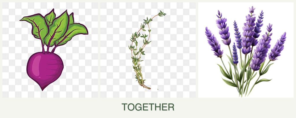 Can you plant beets, thyme and lavender together?