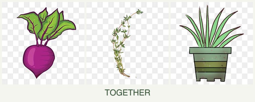 Can you plant beets, thyme and lemongrass together?