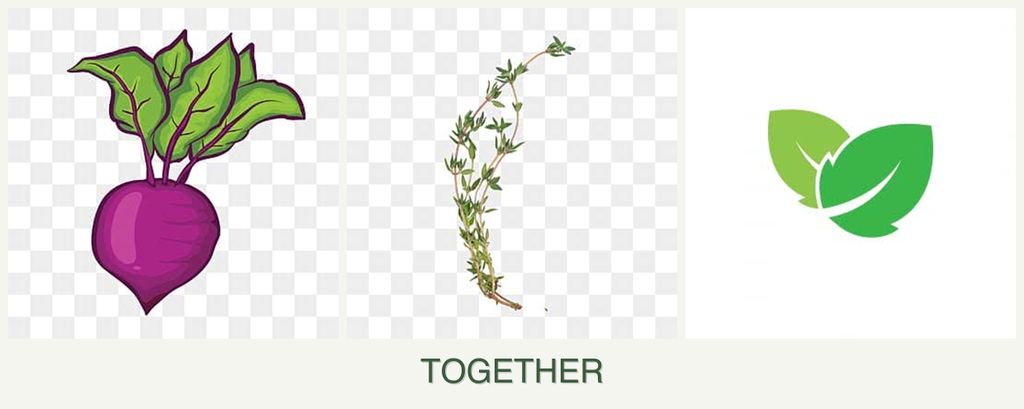 Can you plant beets, thyme and mint together?