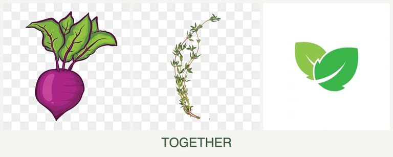 Can you plant beets, thyme and mint together?