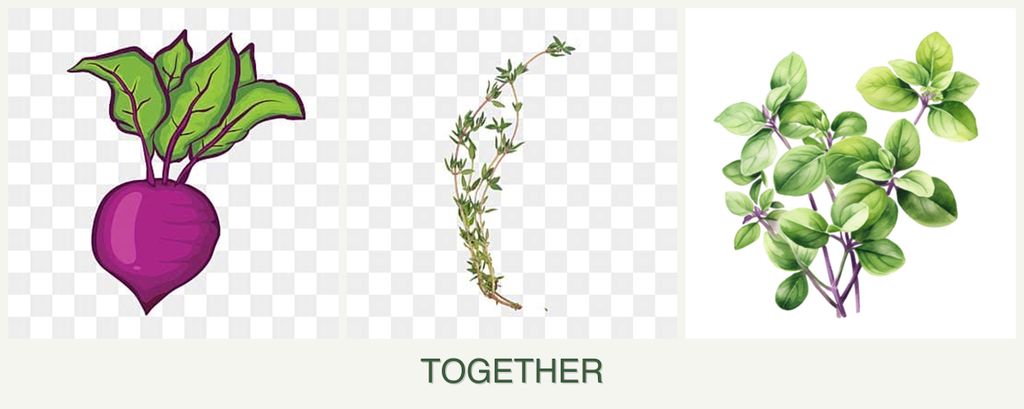 Can you plant beets, thyme and oregano together?