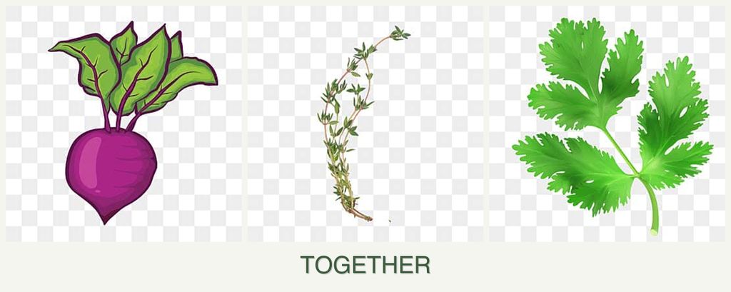 Can you plant beets, thyme and parsley together?