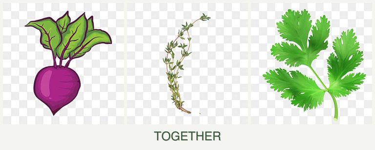 Can you plant beets, thyme and parsley together?