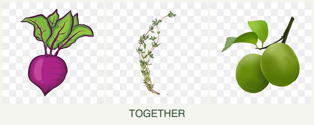 Can you plant beets, thyme and plums together?