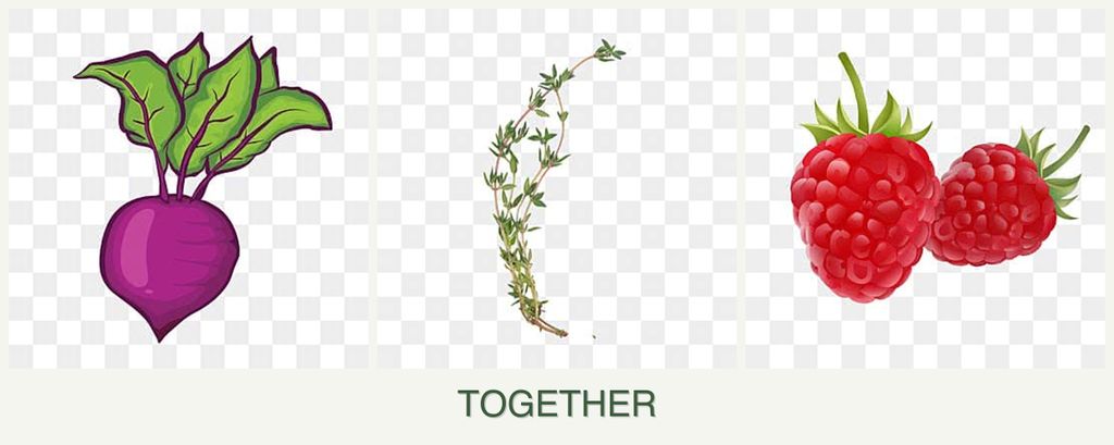 Can you plant beets, thyme and raspberries together?
