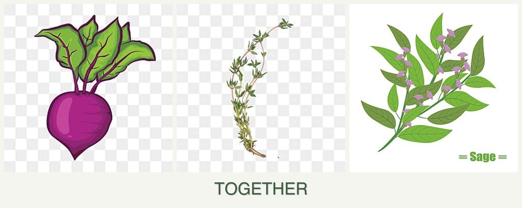 Can you plant beets, thyme and sage together?