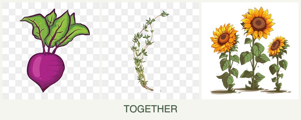 Can you plant beets, thyme and sunflowers together?