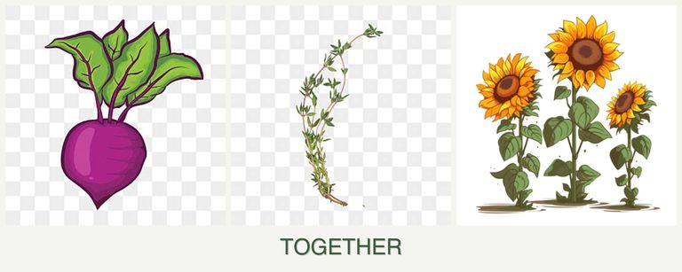 Can you plant beets, thyme and sunflowers together?