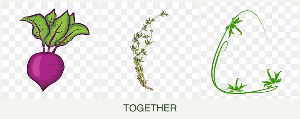 Can you plant beets, thyme and tarragon together?
