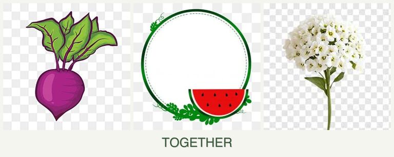 Can you plant beets, watermelons and alyssum together?