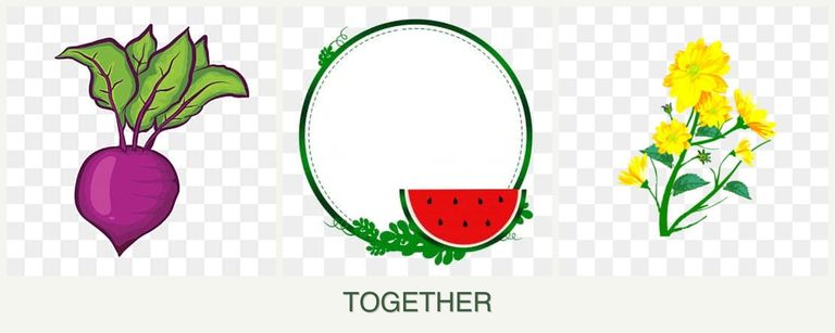 Can you plant beets, watermelons and calendula together?