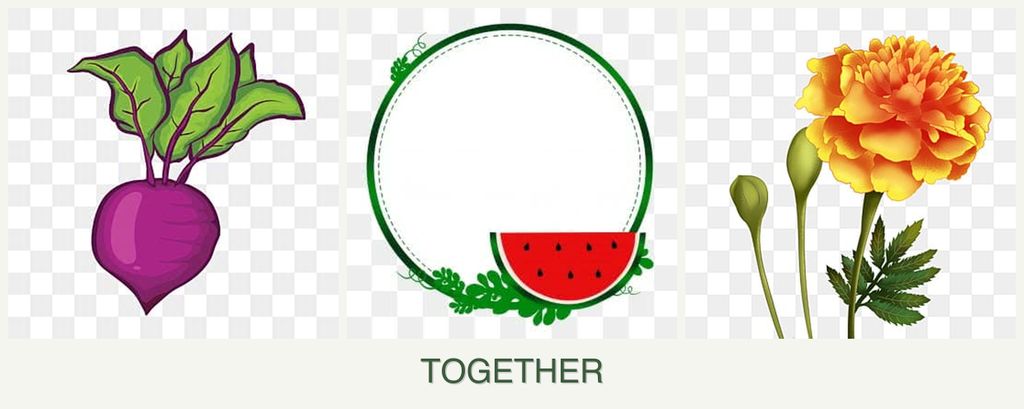 Can you plant beets, watermelons and marigolds together?