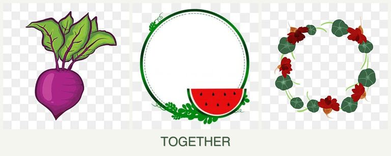 Can you plant beets, watermelons and nasturtiums together?