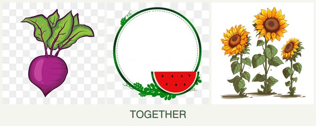 Can you plant beets, watermelons and sunflowers together?