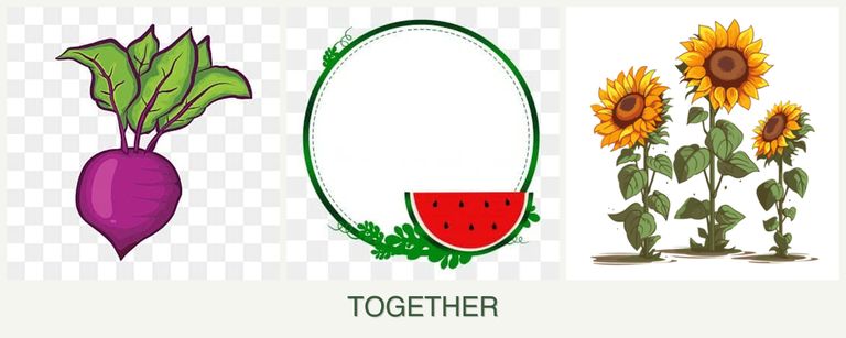 Can you plant beets, watermelons and sunflowers together?