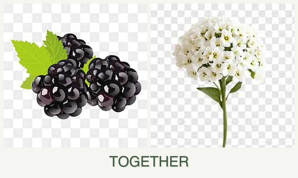 Can you plant blackberries and alyssum together?