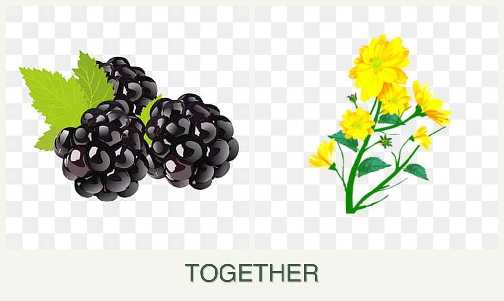 Can you plant blackberries and calendula together?