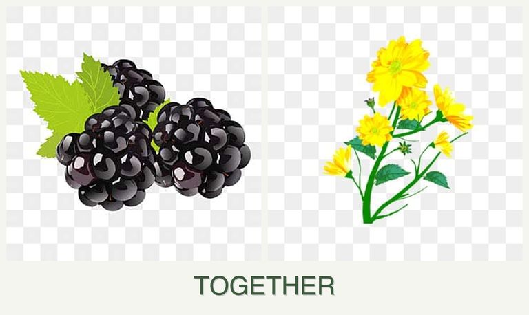 Can you plant blackberries and calendula together?