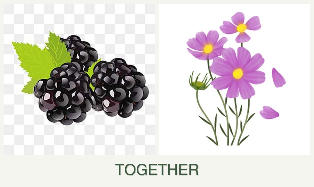 Can you plant blackberries and cosmos together?