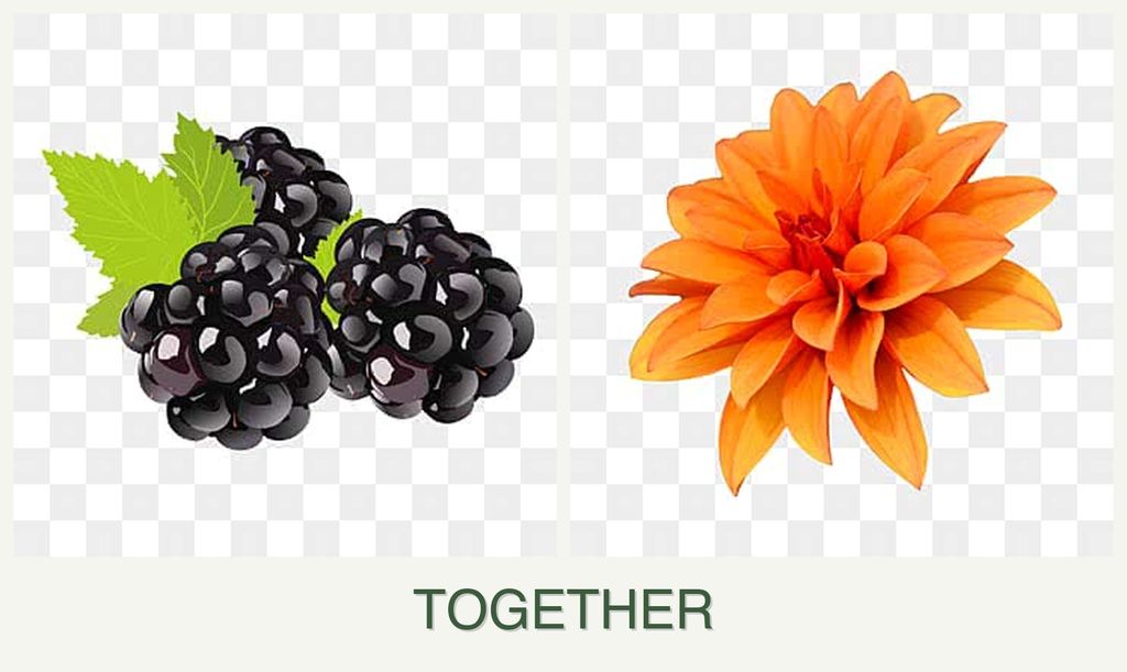 Can you plant blackberries and dahlias together?