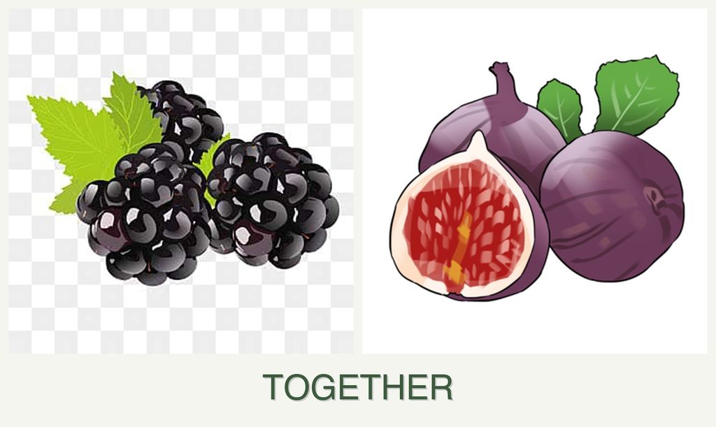 Can you plant blackberries and figs together?