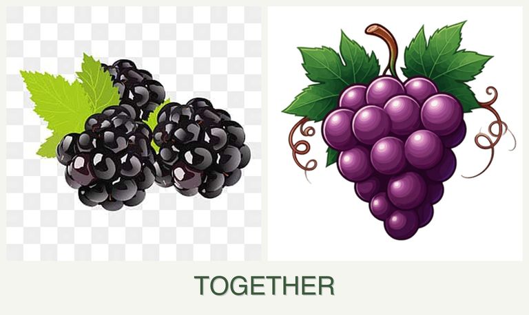 Can you plant blackberries and grapes together?