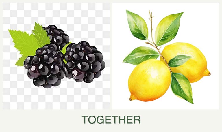 Can you plant blackberries and lemons together?