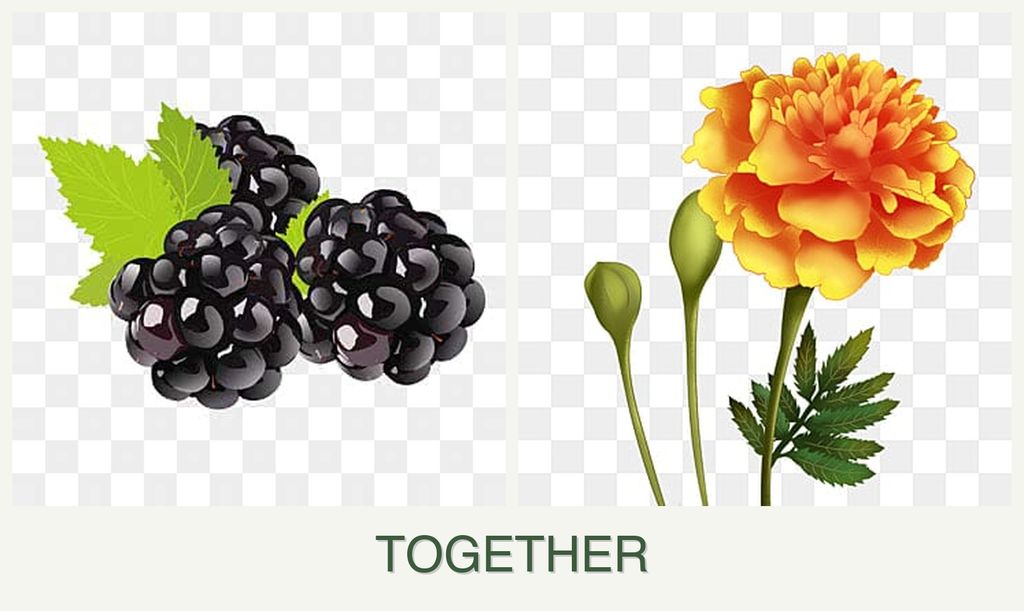 Can you plant blackberries and marigolds together?