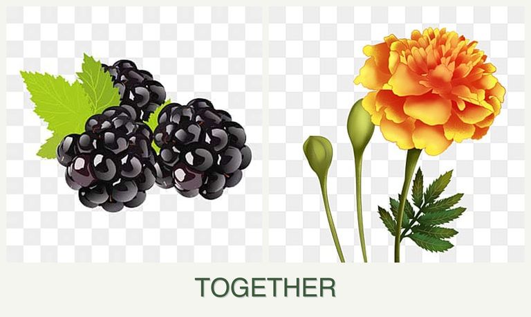 Can you plant blackberries and marigolds together?