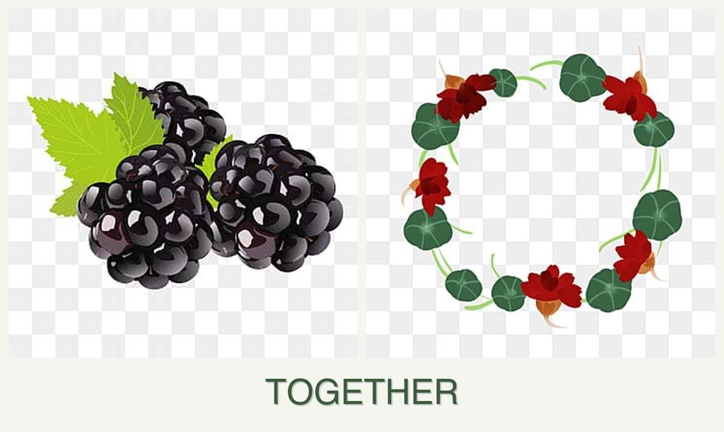 Can you plant blackberries and nasturtiums together?