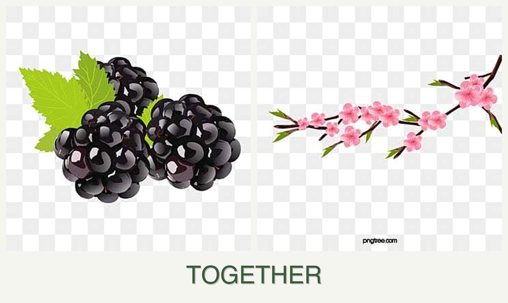 Can you plant blackberries and peaches together?