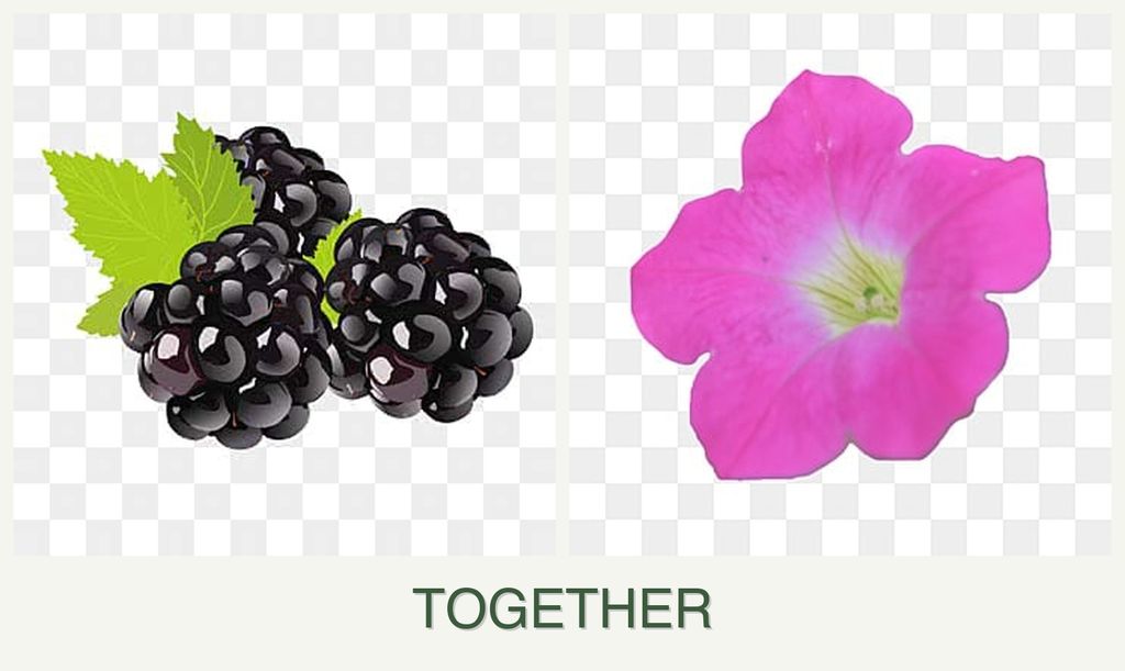 Can you plant blackberries and petunias together?