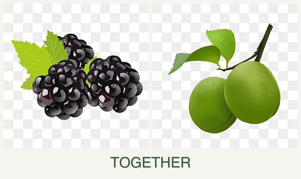 Can you plant blackberries and plums together?
