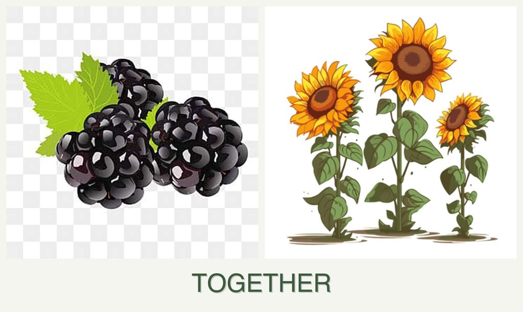 Can you plant blackberries and sunflowers together?