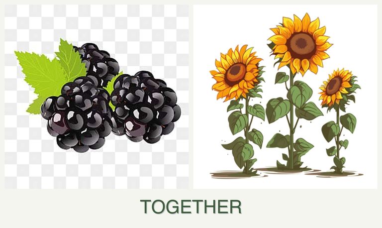 Can you plant blackberries and sunflowers together?