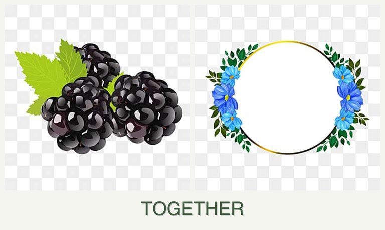 Can you plant blackberries and zinnias together?