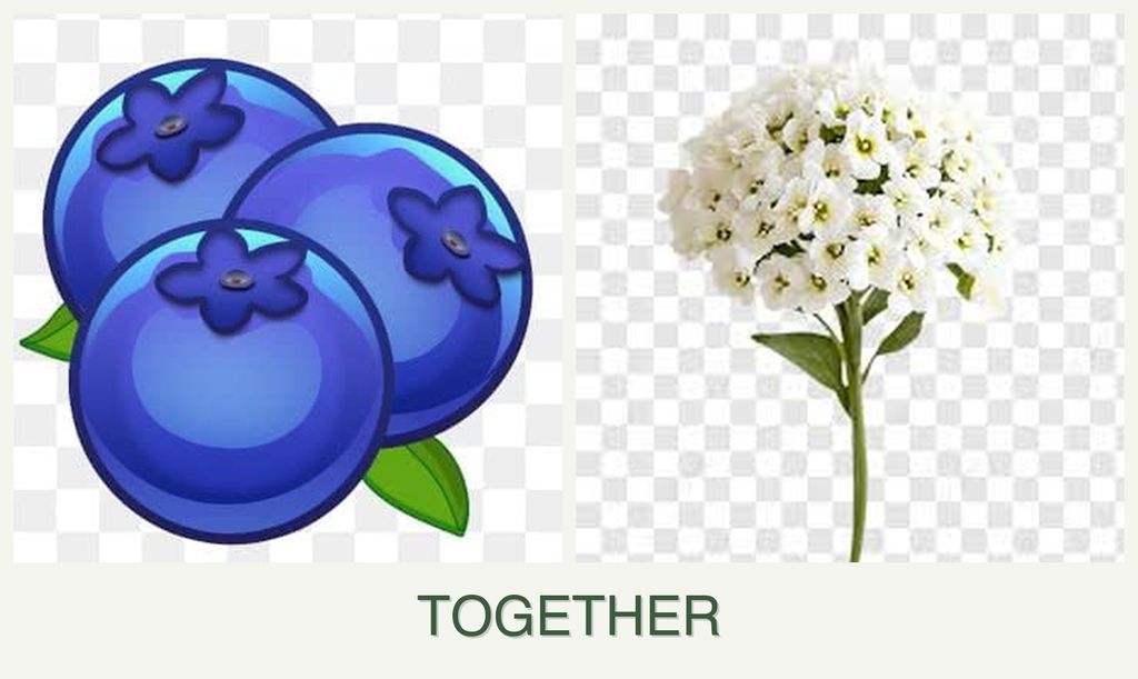 Can you plant blueberries and alyssum together?
