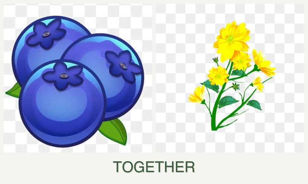 Can you plant blueberries and calendula together?