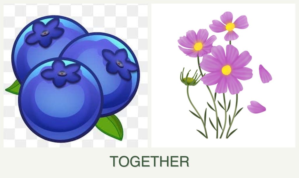 Can you plant blueberries and cosmos together?
