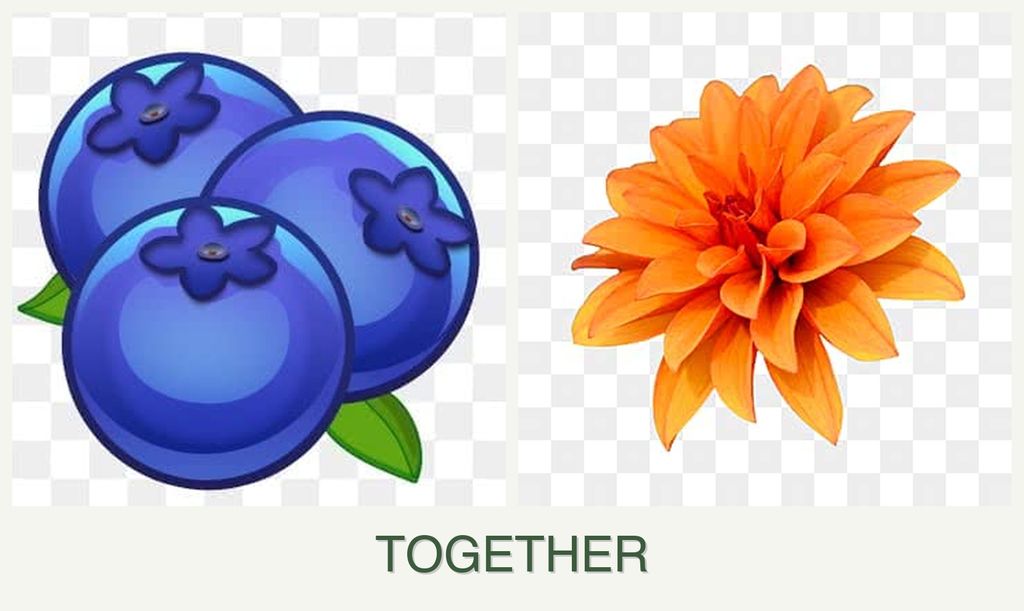 Can you plant blueberries and dahlias together?