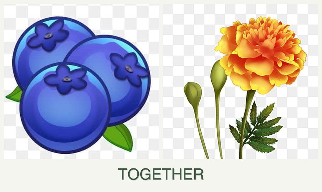 Can you plant blueberries and marigolds together?
