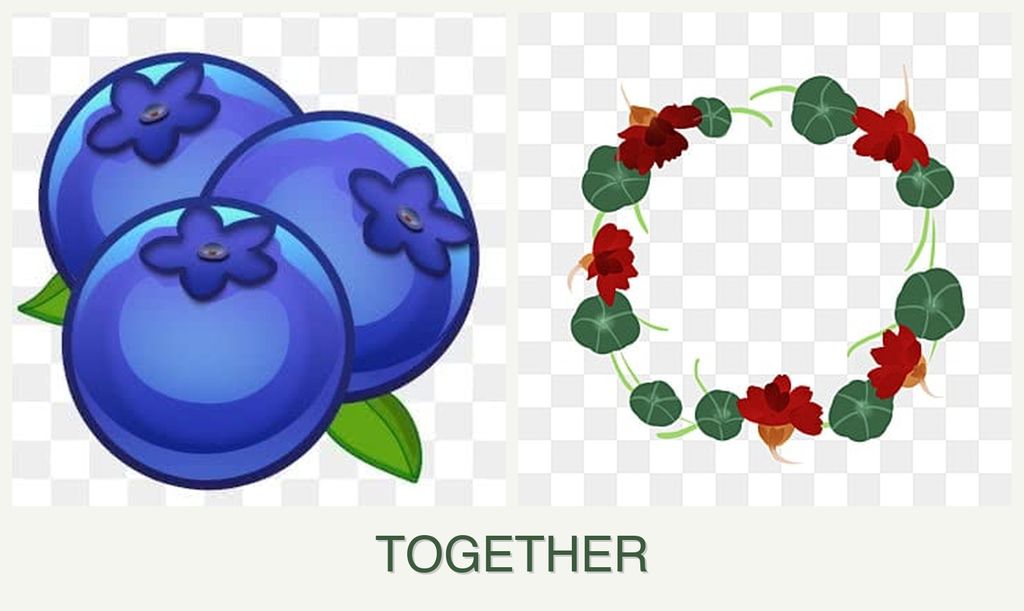 Can you plant blueberries and nasturtiums together?
